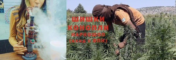 прущие грибы Каменногорск