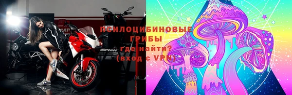 прущие грибы Каменногорск